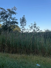 Phragmites