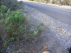 Pterostylis dolichochila