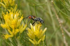 Sphecidae