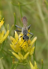 Sphecidae
