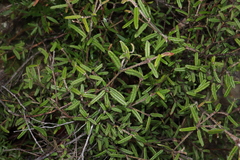 Lasiopetalum