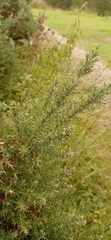 Ulex europaeus