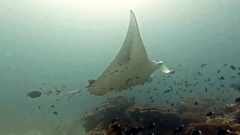 Mobula alfredi