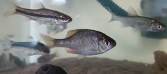 Paraleucogobio strigatus