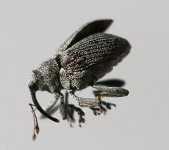 Ceutorhynchus obstrictus