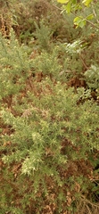 Ulex europaeus