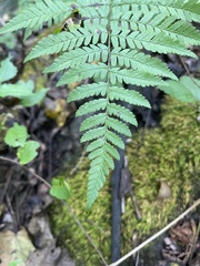 Polypodiopsida