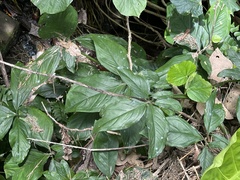 Syngonium podophyllum
