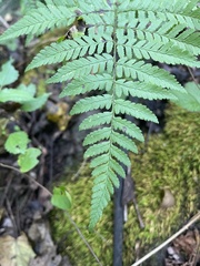Polypodiopsida