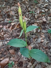 Cephalanthera damasonium