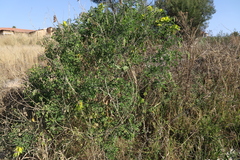 Crotalaria agatiflora