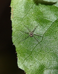 Phalangium opilio