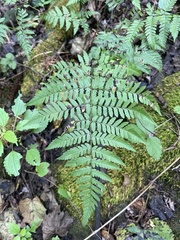 Polypodiopsida