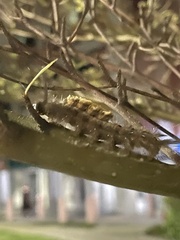 Dasychira chekiangensis