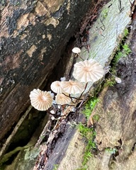 Marasmius rotula