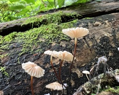 Marasmius rotula