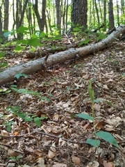 Cephalanthera damasonium
