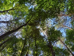 Cephalanthera damasonium