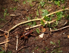 Talitropsis chopardi