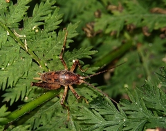 Talitropsis chopardi