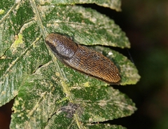 Kobeltia
