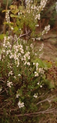 Ericeae