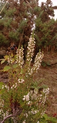 Ericeae