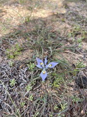 Moraea ciliata
