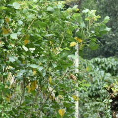 Thespesia populnea