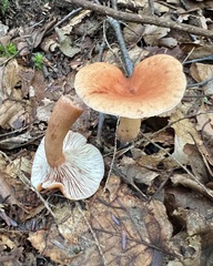 Lactifluus