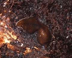 Arthurdendyus triangulatus