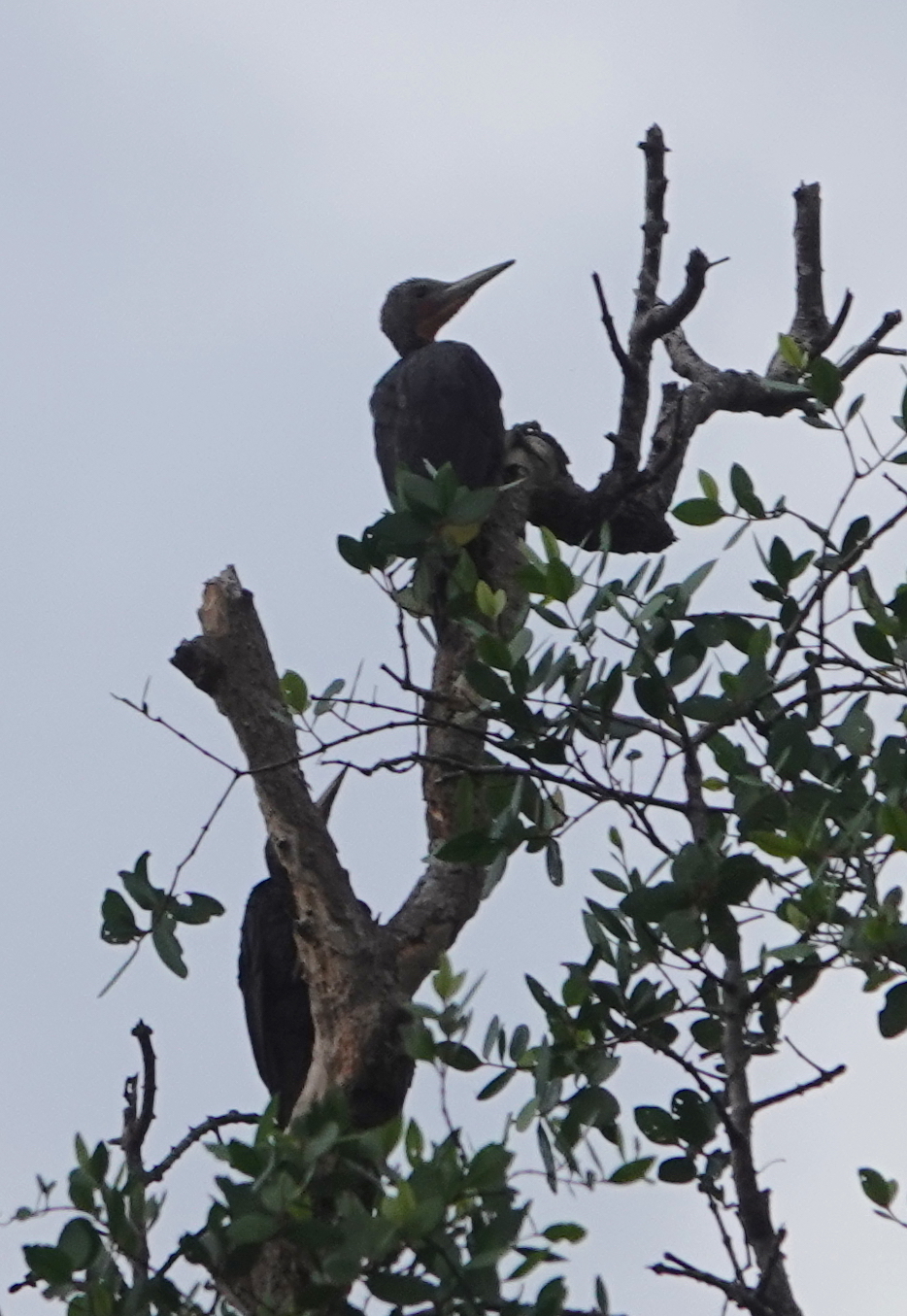 Great Slaty Woodpecker