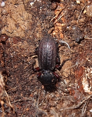 Mecodema sculpturatum