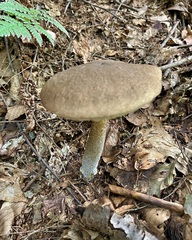Leccinum variicolor