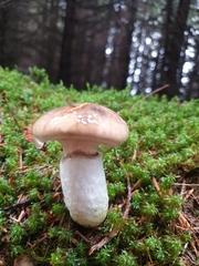 Limacella