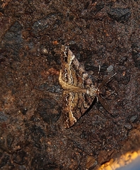 Pseudocoremia productata