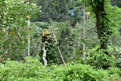 Thespesia populnea