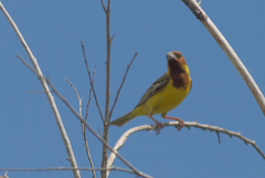 Emberiza bruniceps