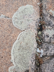 Arctoparmelia centrifuga