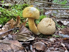 Pseudoboletus parasiticus