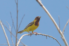 Emberiza bruniceps