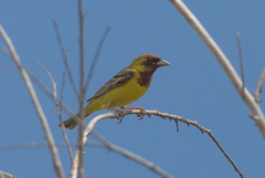 Emberiza bruniceps