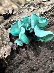 Chlorociboria