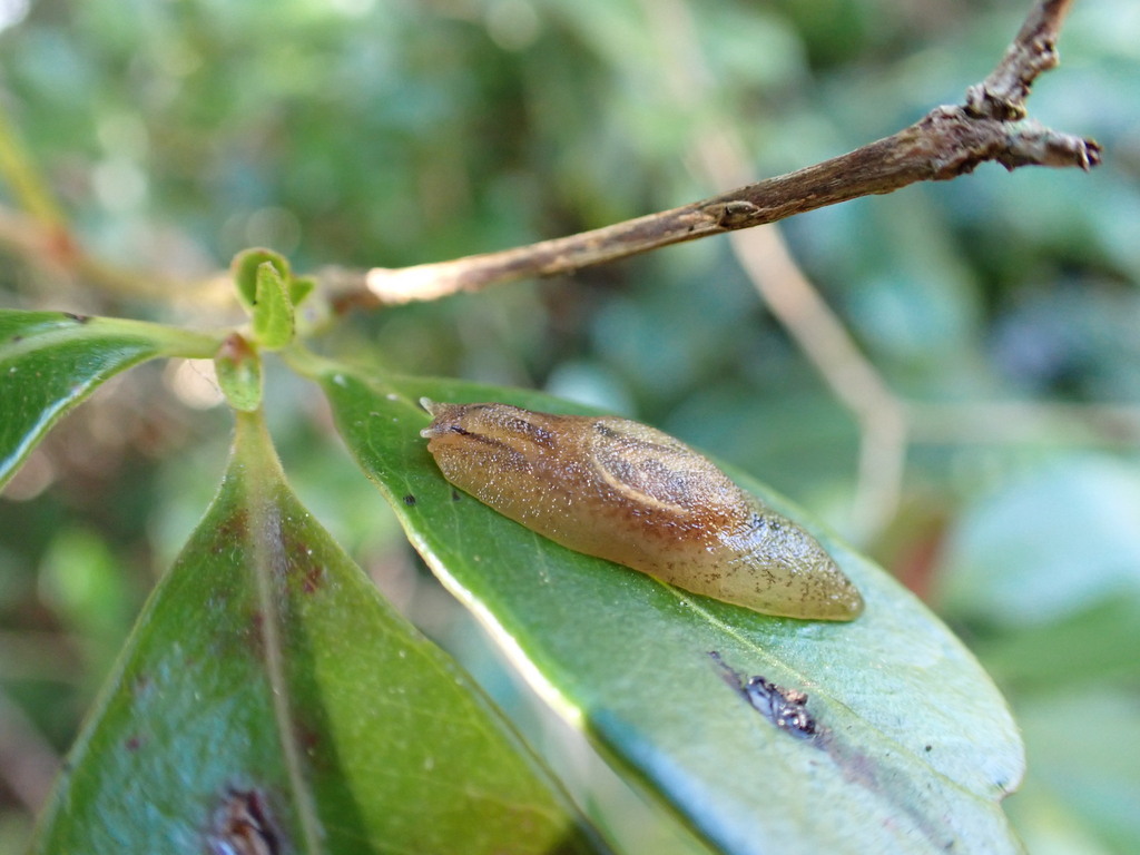 Hyalimax maillardi
