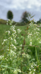 Galium album