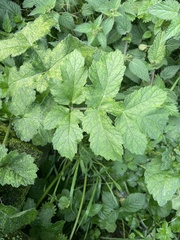 Fuertesimalva limensis