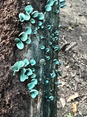 Chlorociboria