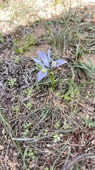 Moraea ciliata