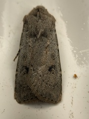 Agrotis vetusta