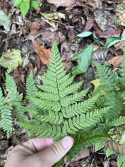 Dryopteris